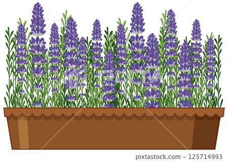 Lavender Blooms in Rustic Planter Box 125714993