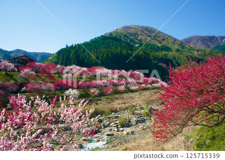 長野縣月川溫泉的桃花 125715339