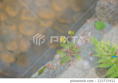A giant sea cucumber blooming by the water A giant sea cucumber blooming by the water 125715412