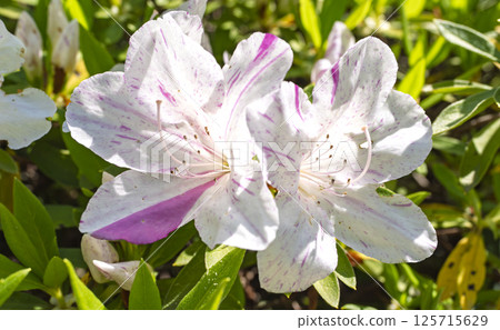 白色和粉紅色的杜鵑花花 白色和粉紅色的杜鵑花花 125715629