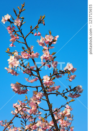 Kawazu cherry blossoms in Hijirisaki Park 125715655