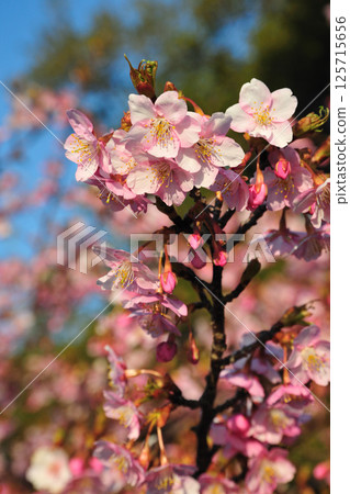 Kawazu cherry blossoms in Hijirisaki Park 125715656