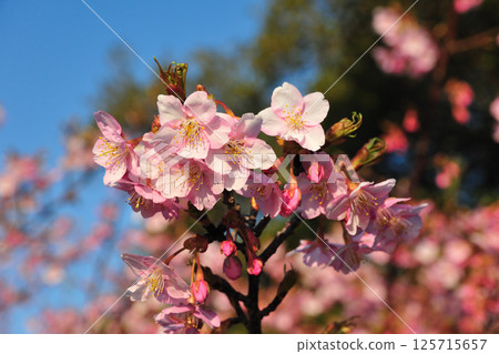 Kawazu cherry blossoms in Hijirisaki Park Kawazu cherry blossoms in Hijirisaki Park 125715657