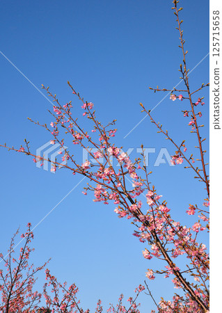 Kawazu cherry blossoms in Hijirisaki Park Kawazu cherry blossoms in Hijirisaki Park 125715658