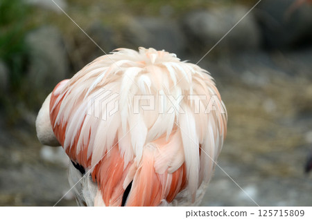 Flamingo feathers Flamingo feathers 125715809