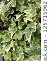 充滿活力的綠色常春藤葉子 125715962