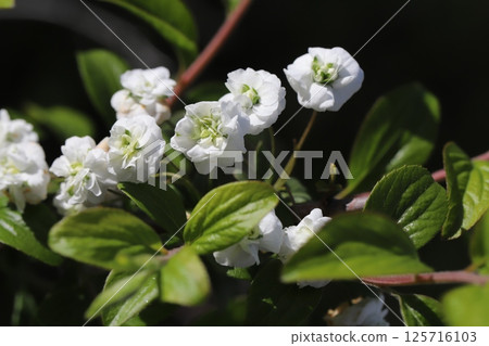 A lycaenidae flower with white petals and a green center blooming in a park in spring 125716103