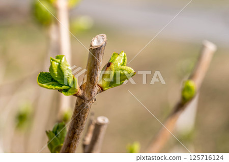 Hydrangea buds ~Spring day~ Hydrangea buds ~Spring day~ 125716124