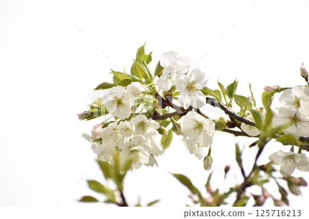 Refreshing blooming Oshima cherry blossoms Refreshing blooming Oshima cherry blossoms 125716213