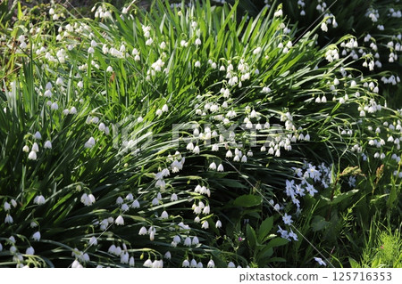 Snowflake flowers with small white bell-shaped petals with green spots at the tips blooming in a spring garden 125716353
