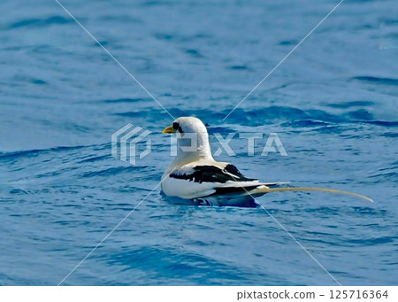 A memory of the south, the white-tailed tropical butterfly. 125716364