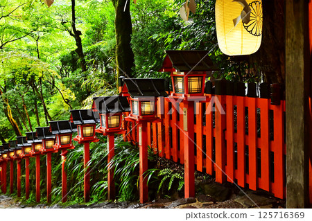 Fresh greenery at Kifune Shrine in Kyoto, Tanabata bamboo decorations lit up, red lanterns on the approach to the shrine, Kyoto tourist spots 125716369