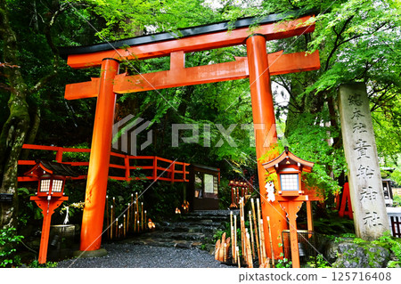 Fresh greenery at Kifune Shrine in Kyoto, Tanabata bamboo decorations lit up, red torii gates on the approach to the shrine, Kyoto sightseeing spots 125716408
