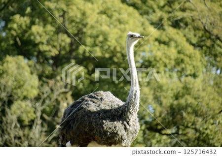 Ostrich 125716432