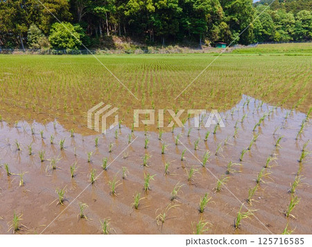 黃金周後的稻田風光 黃金周後的稻田風光 125716585
