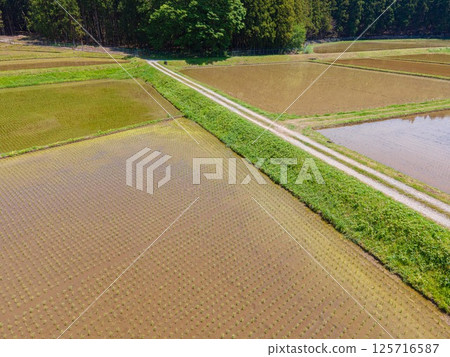 Rice field scenery after Golden Week 125716587