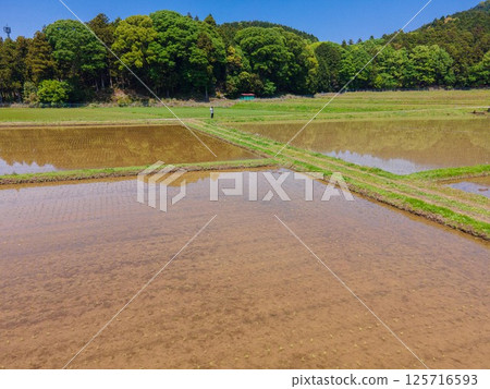 黃金周後的稻田風光 黃金周後的稻田風光 125716593