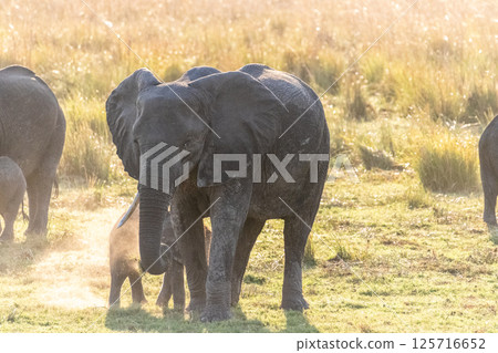 Elephant herd in Chobe National park Elephant herd in Chobe National park 125716652