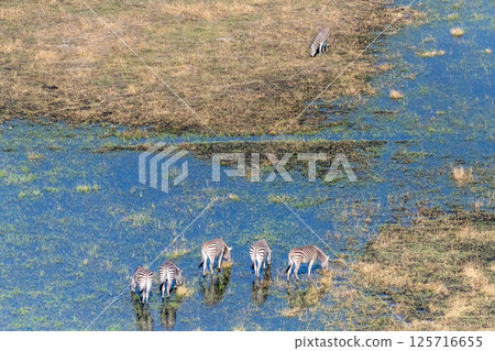 Aerial shot of Zebras grazing in the Okavango Delta 125716655