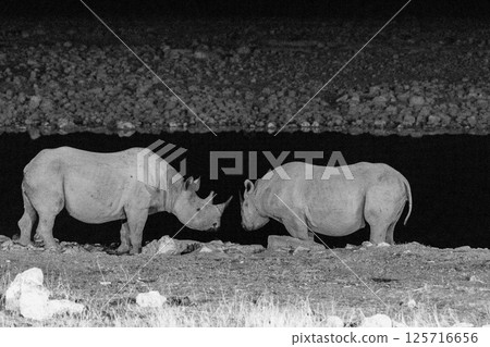 Two black rhinos near a water hole Two black rhinos near a water hole 125716656