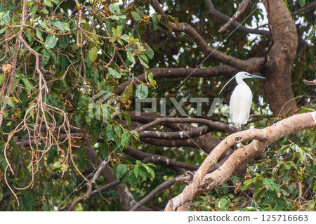 Little egret along the shores of lake victoria Little egret along the shores of lake victoria 125716663