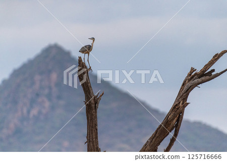 Black headed heron in Samburu 125716666