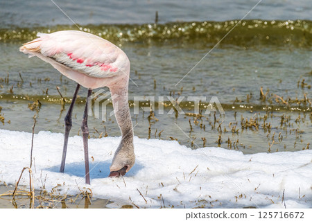 Flamingos in the Ngorogoro crater 125716672