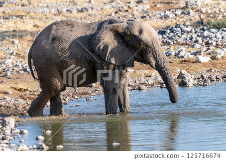 African Elephant in Etosha African Elephant in Etosha 125716674