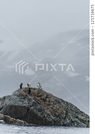 Shinstrap Penguins in the snow 125716675