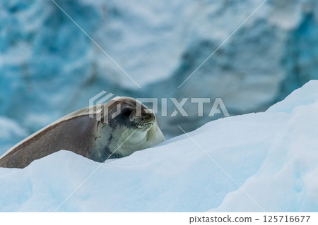 Close-up of a Weddell seal Close-up of a Weddell seal 125716677