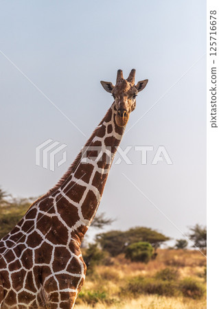 Reticulated Giraffe in the Samburu National Reserve Reticulated Giraffe in the Samburu National Reserve 125716678