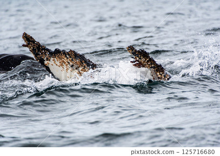 Tail of a humpback whale in the Antarctic Tail of a humpback whale in the Antarctic 125716680