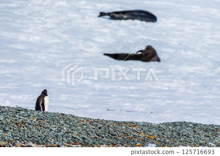 Gentoo Penguin Colony at Sierra Cove 125716693