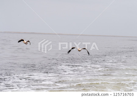 Pelican in Walvis Bay 125716703