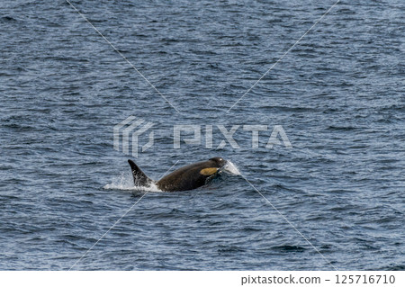 Killer whales in the Antarctic Killer whales in the Antarctic 125716710
