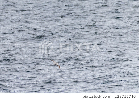 A southern fulmar flying over antarctic waters A southern fulmar flying over antarctic waters 125716716