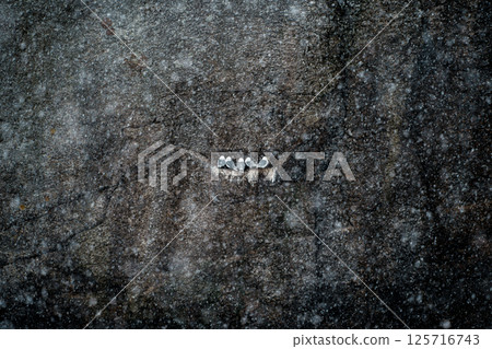 A group of seagulls gather at a cliff in snow storm. A group of seagulls gather at a cliff in snow storm. 125716743