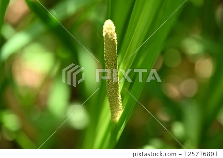 Iris flowers 125716801