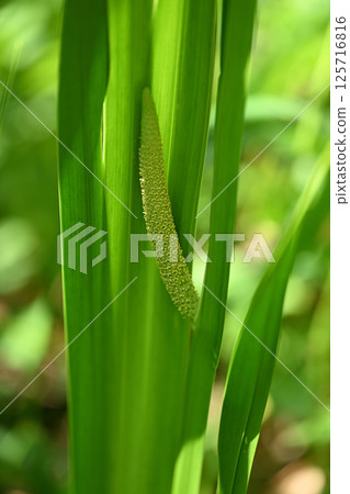 Iris flowers Iris flowers 125716816