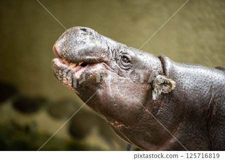 A close-up of an adorable pygmy hippopotamus A close-up of an adorable pygmy hippopotamus 125716819