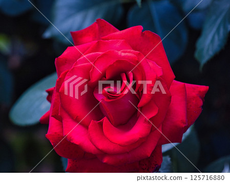 充滿激情的紅玫瑰 125716880