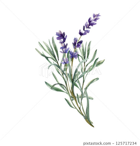 Lavender bouquet watercolor illustration with violet flowers and green leaves.Hand drawn wild field elements clipart for cosmetics, medicine product packing,poster, logo design 125717234