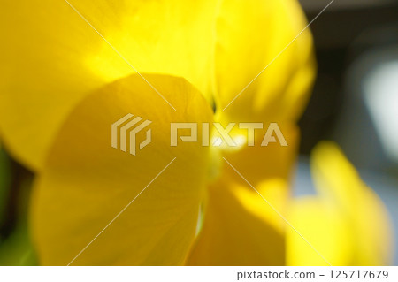 Violet 125717679