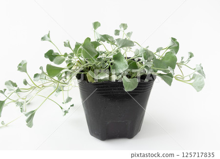 馬蹄金銀秋季盆栽苗地被馬蹄金 馬蹄金銀秋季盆栽苗地被馬蹄金 125717835