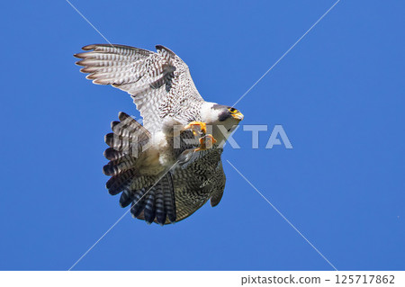 一隻雄性遊隼放慢速度，爬到雌性遊隼背上 125717862