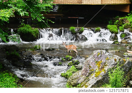 Kibune River, riverbed and deer. Wild deer walking along the Kibune River. Scenery of the Kibune River in summer. Kyoto tourist spots. 125717871