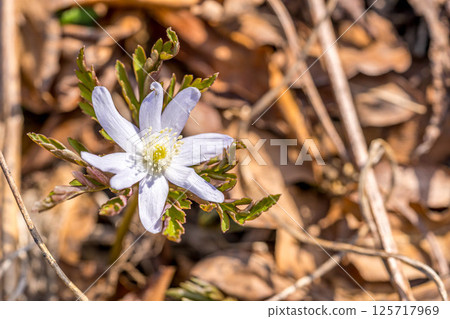 春之仙子－黑花銀蓮花 125717969