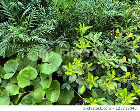 花壇中種植的十大功勞、大葉櫟和日本銀菊 花壇中種植的十大功勞、大葉櫟和日本銀菊 125718046