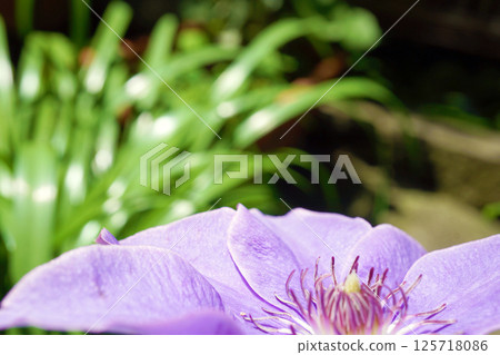 Clematis ☆ Tessen 125718086