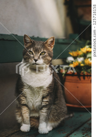 Calm Cat Sitting by Flower Pot in Garden 125718158